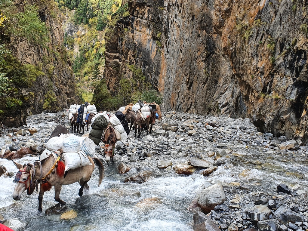 troupeau de mules chargées traversant un torrent